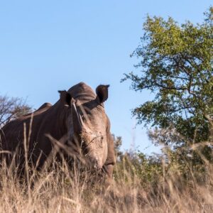 Walking Safari