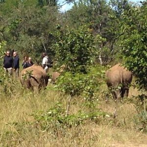 Walking Safari in Mosi-Oa-Tunya National Park from Livingstone