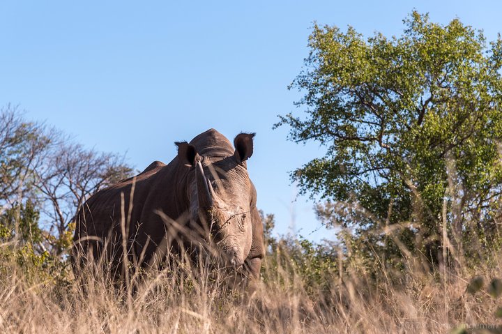 Walking Safari