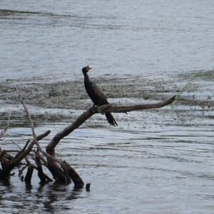 Zambezi River Bird watching